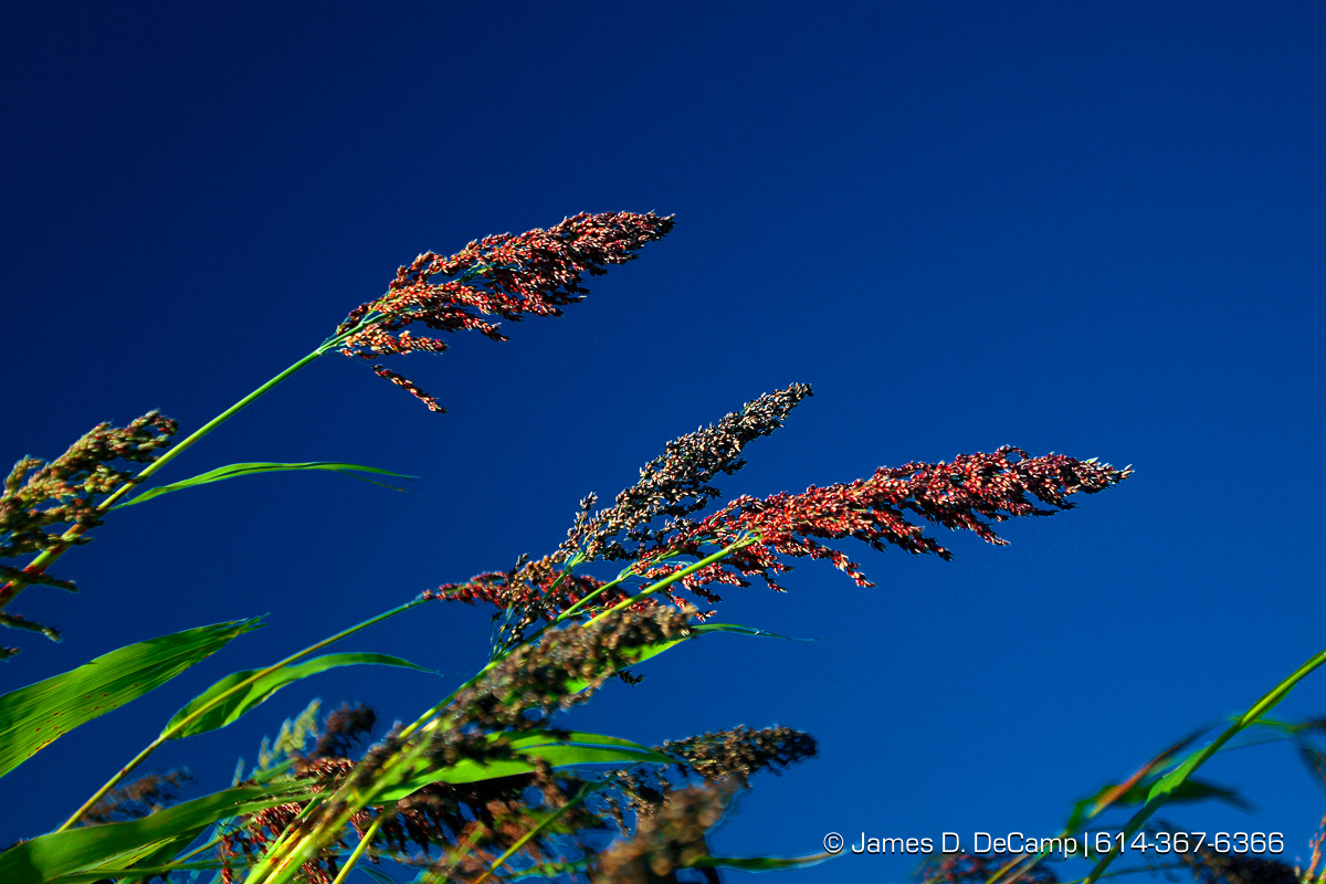 Corn against a pure blue sky at Lynd's Fruit Farm in Licking County photographed Saturday October 20, 2007. (© James D. DeCamp 614-367-6366)
