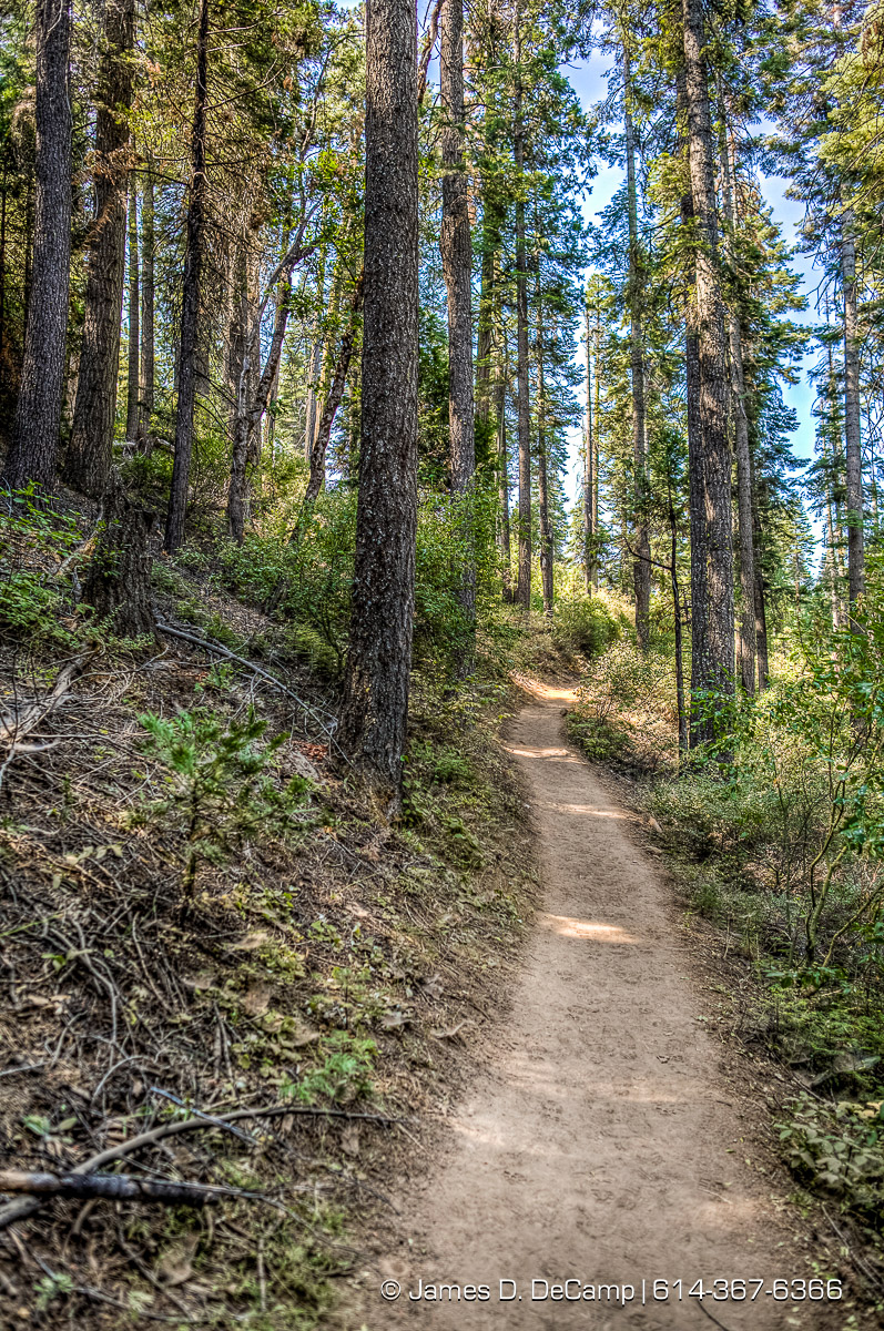 Giant Sequoias photographed along the South Grove Loop at the Calaveras Big Trees State Park in the Stanislaus National Forest photographed Sunday August 21, 2016. (© James D. DeCamp | http://www.JamesDeCamp.com | 614-367-6366)