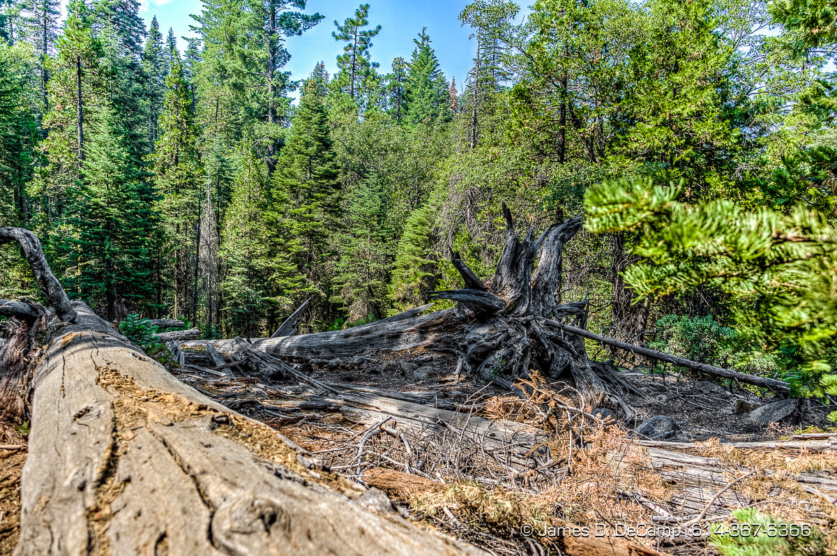Giant Sequoias photographed along the South Grove Loop at the Calaveras Big Trees State Park in the Stanislaus National Forest photographed Sunday August 21, 2016. (© James D. DeCamp | http://www.JamesDeCamp.com | 614-367-6366)