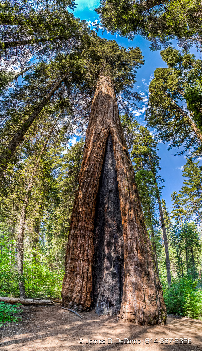 Giant Sequoias photographed along the South Grove Loop at the Calaveras Big Trees State Park in the Stanislaus National Forest photographed Sunday August 21, 2016. (© James D. DeCamp | http://www.JamesDeCamp.com | 614-367-6366)