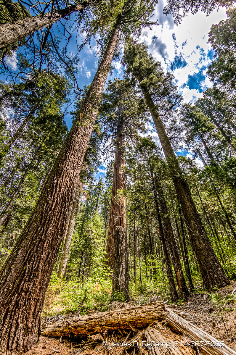 Giant Sequoias photographed along the South Grove Loop at the Calaveras Big Trees State Park in the Stanislaus National Forest photographed Sunday August 21, 2016. (© James D. DeCamp | http://www.JamesDeCamp.com | 614-367-6366)