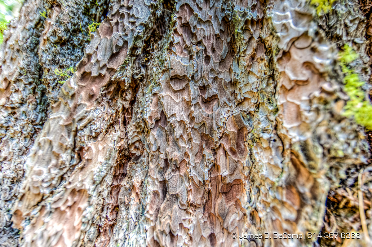 Giant Sequoias photographed along the South Grove Loop at the Calaveras Big Trees State Park in the Stanislaus National Forest photographed Sunday August 21, 2016. (© James D. DeCamp | http://www.JamesDeCamp.com | 614-367-6366)