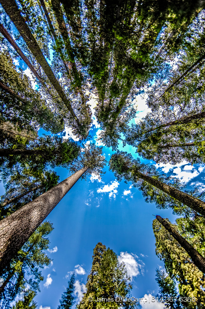 Giant Sequoias photographed along the South Grove Loop at the Calaveras Big Trees State Park in the Stanislaus National Forest photographed Sunday August 21, 2016. (© James D. DeCamp | http://www.JamesDeCamp.com | 614-367-6366)