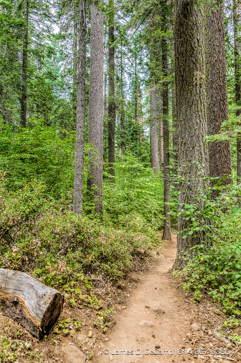 Giant Sequoias photographed along the South Grove Loop at the Calaveras Big Trees State Park in the Stanislaus National Forest photographed Sunday August 21, 2016. (© James D. DeCamp | http://www.JamesDeCamp.com | 614-367-6366)