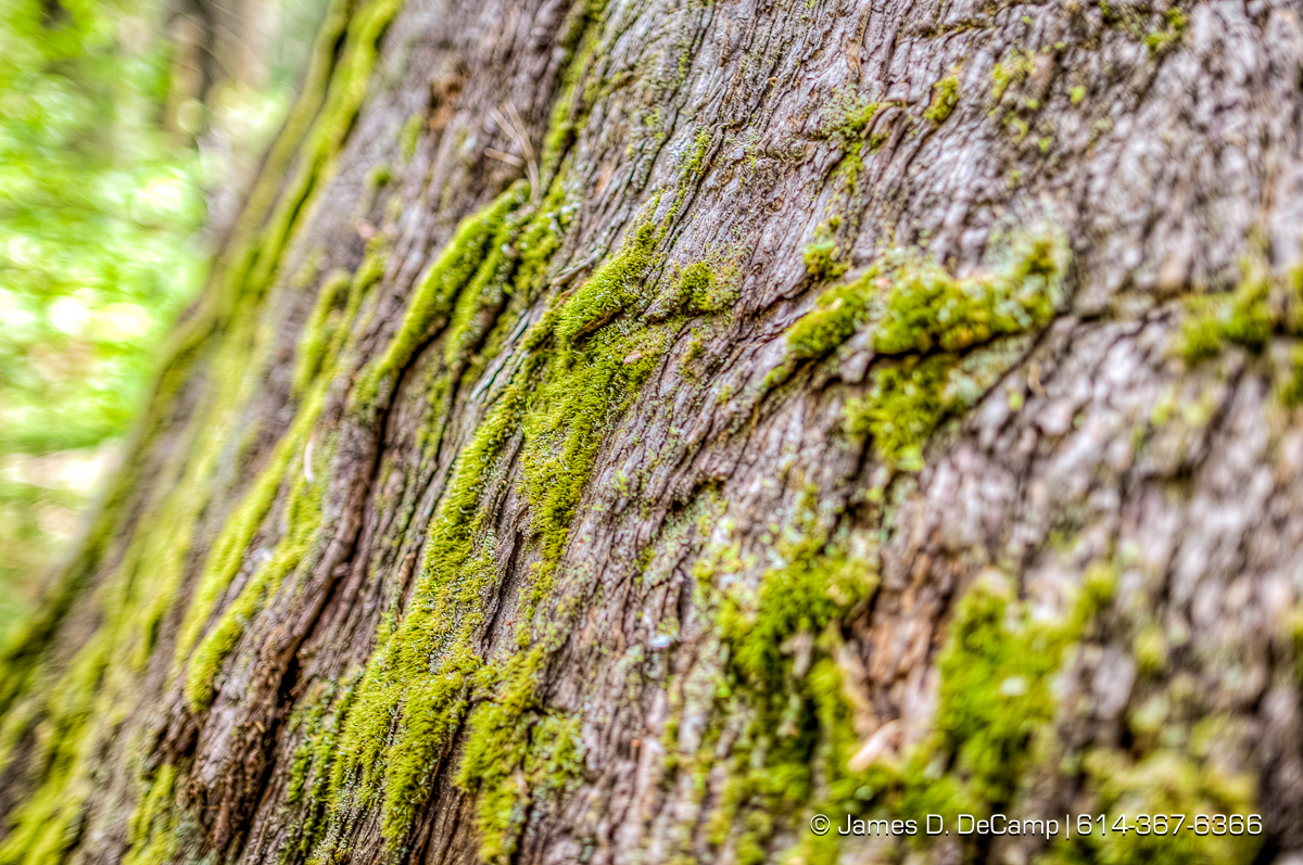 Giant Sequoias photographed along the South Grove Loop at the Calaveras Big Trees State Park in the Stanislaus National Forest photographed Sunday August 21, 2016. (© James D. DeCamp | http://www.JamesDeCamp.com | 614-367-6366)