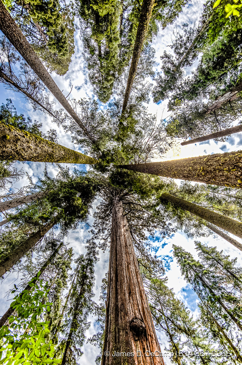 Giant Sequoias photographed along the South Grove Loop at the Calaveras Big Trees State Park in the Stanislaus National Forest photographed Sunday August 21, 2016. (© James D. DeCamp | http://www.JamesDeCamp.com | 614-367-6366)