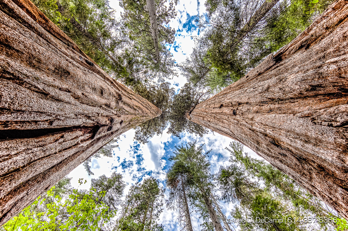 Giant Sequoias photographed along the South Grove Loop at the Calaveras Big Trees State Park in the Stanislaus National Forest photographed Sunday August 21, 2016. (© James D. DeCamp | http://www.JamesDeCamp.com | 614-367-6366)