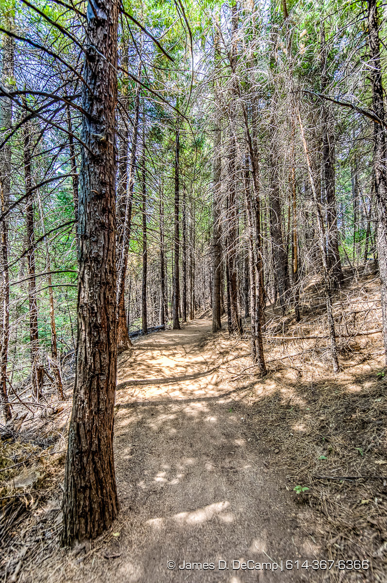 Giant Sequoias photographed along the South Grove Loop at the Calaveras Big Trees State Park in the Stanislaus National Forest photographed Sunday August 21, 2016. (© James D. DeCamp | http://www.JamesDeCamp.com | 614-367-6366)
